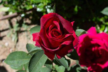 Rosa rojo pasión