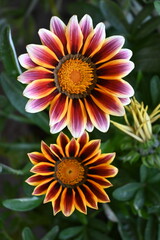 Orange flower