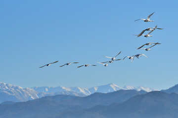 白鳥 © UI_forever