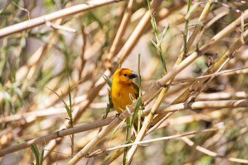 Taveta golden weaver, yellow bird resting on a branch
