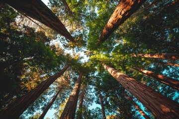Giant sequoia forest - the largest trees on Earth in Sequoia National Park, California, USA. Beautiful simple AI generated image in 4K, unique. - obrazy, fototapety, plakaty