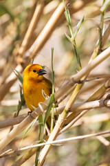 Taveta golden weaver, yellow bird resting on a branch