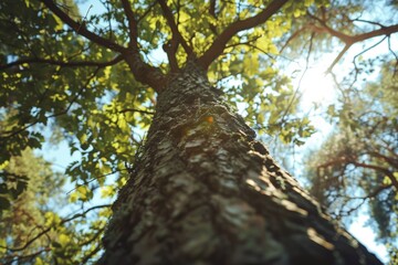 Fototapeta premium Giant sequoia forest - the largest trees on Earth in Sequoia National Park, California, USA. Beautiful simple AI generated image in 4K, unique.