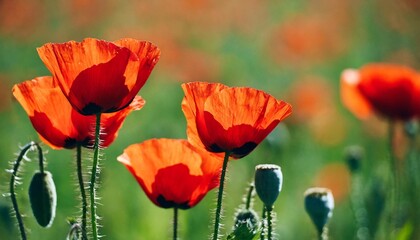 colorful poppy wildflowers in spring generative ai