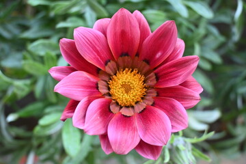 colorful flowers