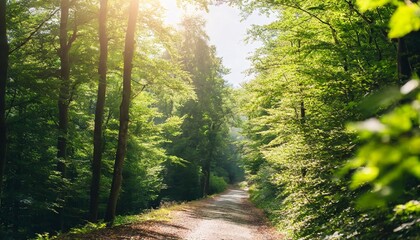 beautiful beech forest with pleasing sunshine a tranquil landscape shot with vibrant green trees and the sun casting rays through the leaves