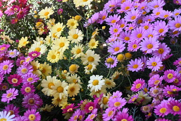 colorful flowers