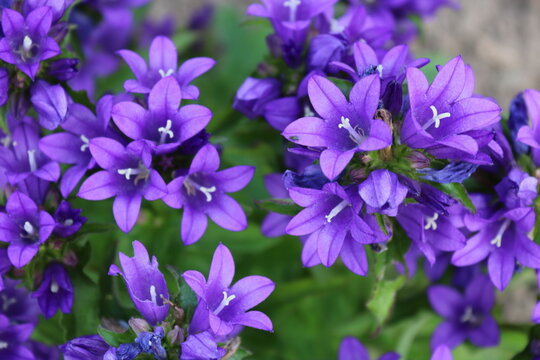 lila Bl&uuml;ten