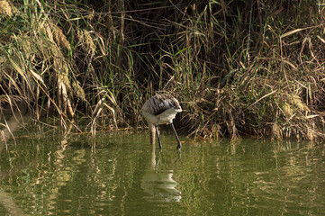 Landscape Molentargius Regional Natural Park in Cagliari City Sardinia