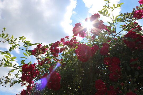 Sonnenschein durch Rosenstrauch