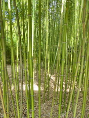 Forêt de bambous