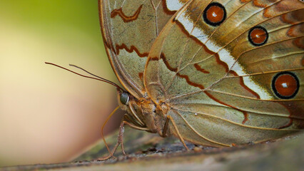 Close up of Cambodian Jung

Close up of Cambodian Junglequeen . Which is one of the rarest butterflies in the world.




