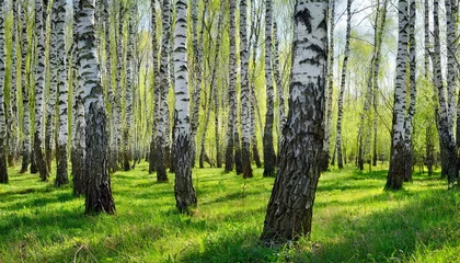 Türaufkleber spring in the birch grove © Kira