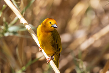 Taveta golden weaver, yellow bird resting on a branch