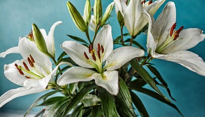beautiful white lilies on blue background with leaves and petals floral painting for backgrounds greeting cards prints