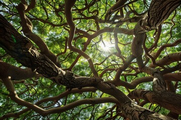 Fototapeta premium 2021-11-10 A LARGE BLOOMING EARPOD TREE ON KAUAI HAWAII WITH RAIN CLOUDS MOVING IN. Beautiful simple AI generated image in 4K, unique.