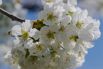 Biała chmura kwiatów czereśni. Piękne białe kwiaty drzewa owocowego na tle błękitnego wiosennego kwietniowego nieba. - obrazy, fototapety, plakaty