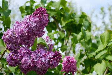 Large lilac bush in spring. Bright flowers of spring lilac bush. Spring lilac flowers close-up. Sprig of beautiful varietal blooming flower. Syringa vulgaris. First flowers. Postcard background