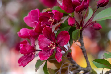 Czerwone kwiaty ozdobnej jabłoni (!?). Pięknie kwitnące kwiaty dekoracyjnego drzewa rosnącego na miejskim kwietniku. - obrazy, fototapety, plakaty
