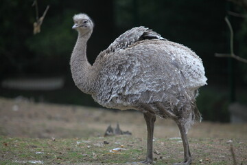 ostrich in the zoo