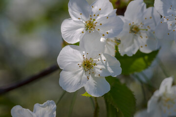 Pięknie zakwitłe kwiaty czereśni. Wiosenne kwitnienie drzew owocowych dających pyszne owoce....