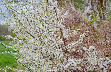 Biało kwitnące krzewy tarniny rosnące na brzegu kanału. Biała chmura kwiatów na ciernistych krzewach, rodzących owoce bogate w garbniki. - obrazy, fototapety, plakaty