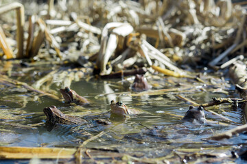 Frogs in a swamp on a sunny spring day, close-up