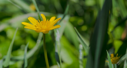Żółte kwiaty kaczeńca (Caltha palustris) wśród trawy. Wiosenne, żółte kwiaty rośliny lubiącej tereny podmokłe. - obrazy, fototapety, plakaty