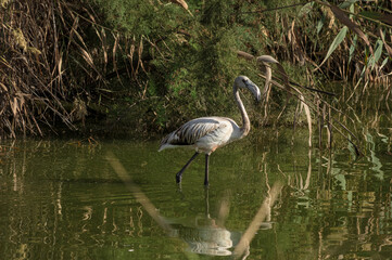 Landscape Molentargius Regional Natural Park in Cagliari City Sardinia