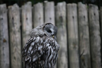 great grey owl