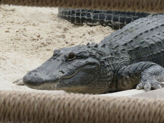 Alert Smiling American Alligator on Sand in Captivity Zoo Park