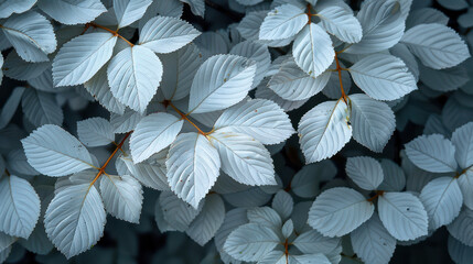 Cluster of White Leaves