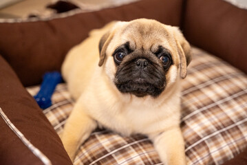 very cute sleeping pug dog puppy