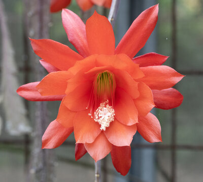 Disocactus ackermannii commonly called Red Orchid Cactus is an epiphytic cactus in the family Cactaceae, native to Mexico