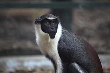 close up of a baboon