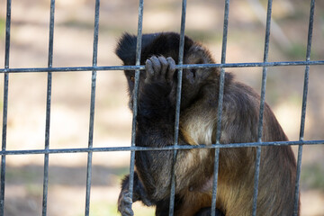 Brown Capuchin monkey holding on to fence at the zoo