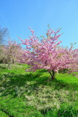 Fototapeta premium 岩室地区 石瀬の桜（新潟県）