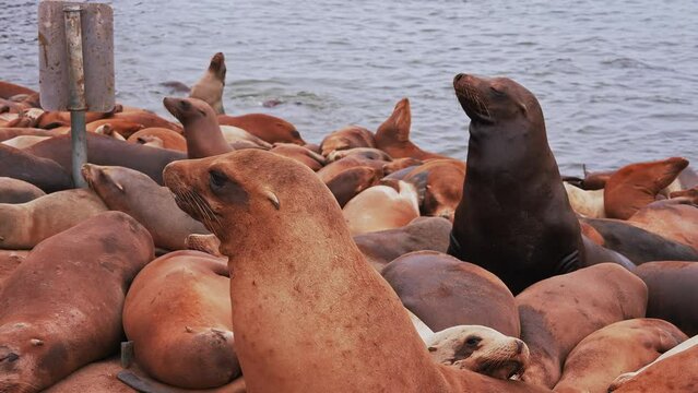 Sea lion resting on the shore in Cannery Row in Monterey, California, USA.