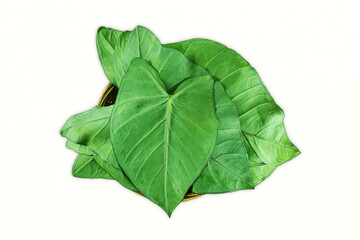  arvi patra or elephant leaves colocassia leaves for indian gujarati food patra snack also known in india as patra,arbi leaves or taro leaves,white background,top view
