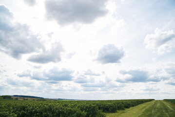Obraz premium Beautiful scenery in the rural area. View of currant field with blue gray sky in spring. Environmental protection. Eco-friendly products. Currant growing farm in Ukraine. Save the planet. Earth day.