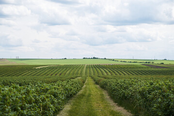 Beautiful scenery in the rural area. View of currant field with blue gray sky in spring. Environmental protection. Eco-friendly products. Currant growing farm in Ukraine. Save the planet. Earth day.