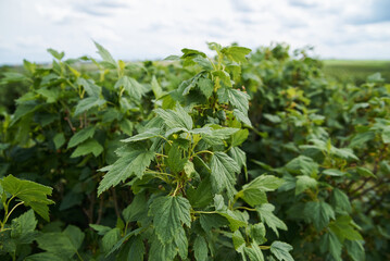 Beautiful scenery in the rural area. Close-up picture of currant leaves. Environmental protection. Eco-friendly products. Currant growing farm in Ukraine. Save the planet. Earth day.