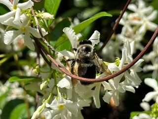 An Eastern carpenter bee, its wings shimmering, pollinates a Confederate jasmine vine in full bloom.