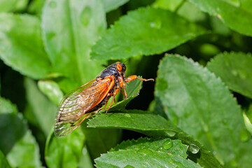 Cicada Walks a the Leaves of a Bush - obrazy, fototapety, plakaty