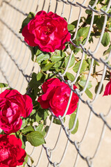 Red roses growing on chain link fence