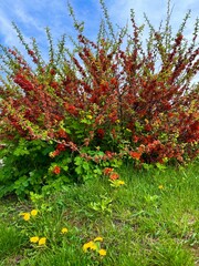 Wild lush bush with beautiful red flowers