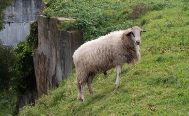 Domestic sheep portrait, standing on hillside in rural Portugal