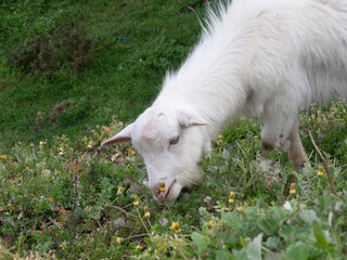 Naklejka na ściany i meble Cute white kid goat portrait, grazing on flowers in rural Portugal.