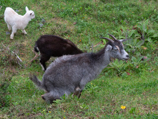 Domestic goats in rural Portugal.
