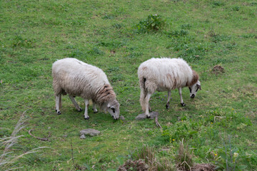 Pair of domestic sheep, grazing on hillside in rural Portugal